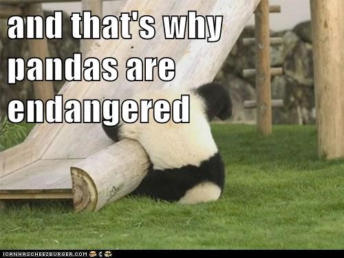 Panda Endangered